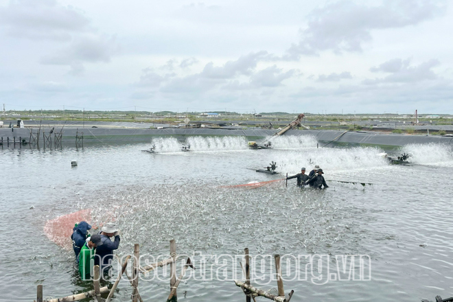 Nhờ có vùng nuôi rộng lớn nên Công ty Cổ phần Thực phẩm Sao Ta có điều kiện đầu tư trang thiết bị hiện đại, nuôi đạt chuẩn ASC, giá thành tôm hạ. Ảnh: TÍCH CHU