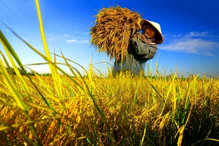 EMAGAZINE: Gạo Việt Nam vươn lên vị trí số 2 thế giới: Hành trình từ đồng ruộng đến bàn ăn toàn cầu