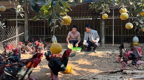 Hưng Yên: Phát huy hiệu quả mô hình kinh tế tập thể, nòng cốt là hợp tác xã