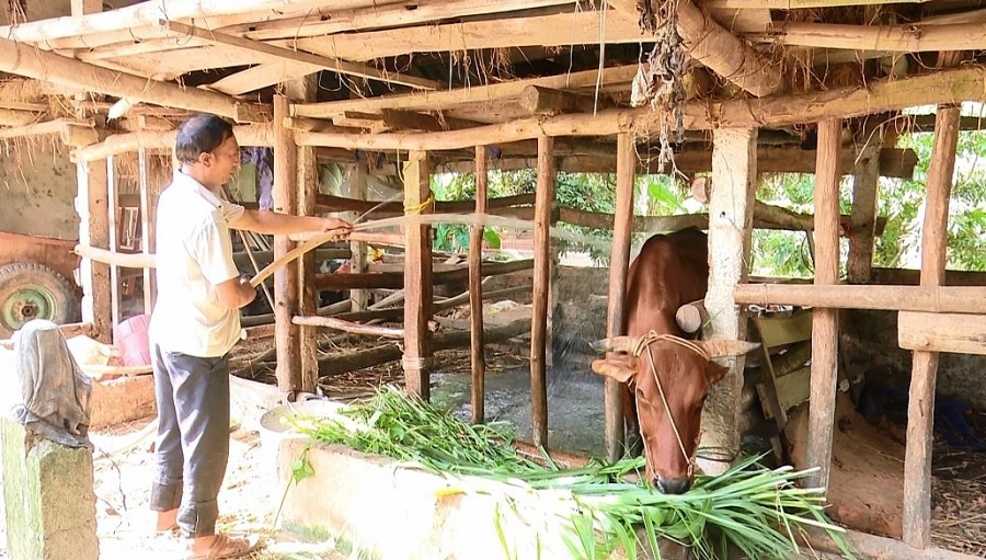 Người dân tận dụng nguồn vốn chính sách để chăn nuôi hiệu quả, góp phần giảm nghèo bền vững.