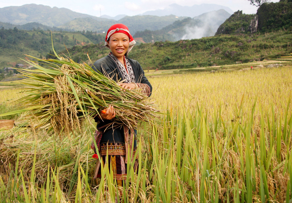 Đồng bào Dao xã Tả Phìn (Lào Cai) thu hoạch lúa mùa.