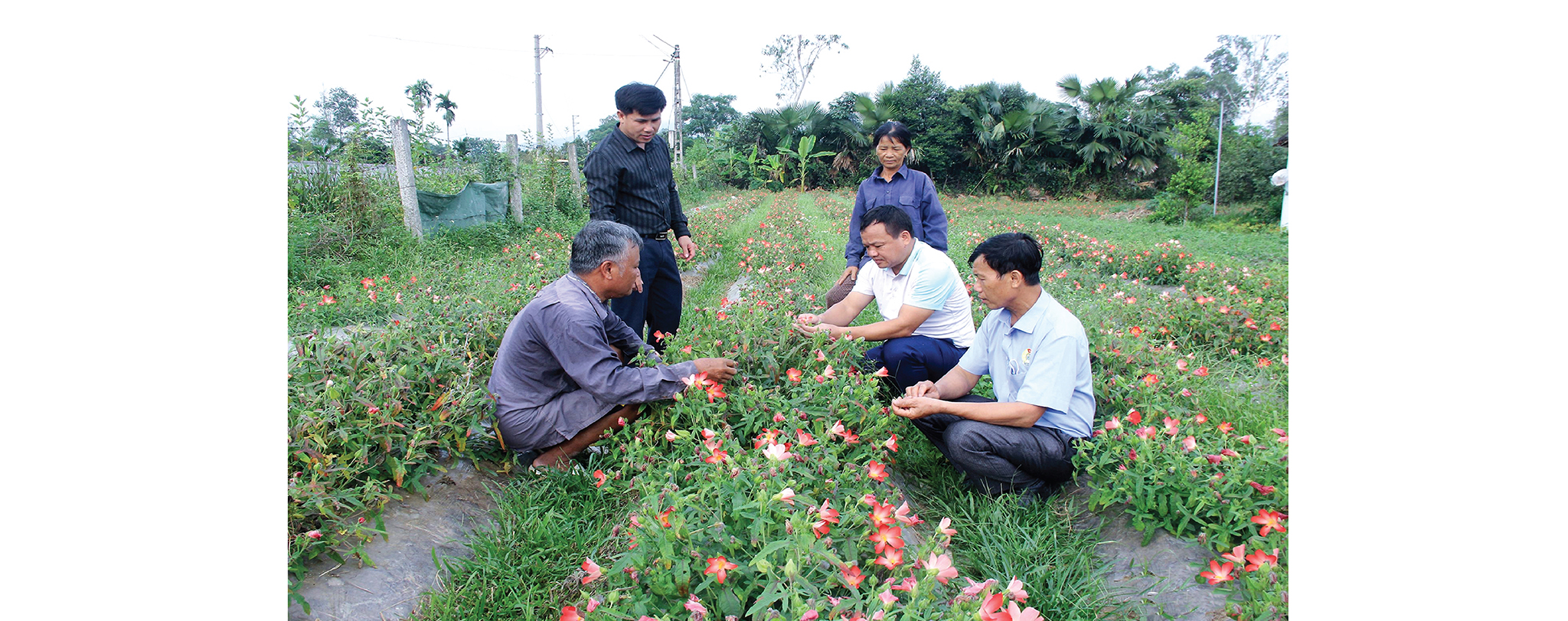 Cán bộ nông nghiệp kiểm tra việc khôi phục trồng cây sâm Thổ Hào ở xã Thanh Hà (Nghệ An).