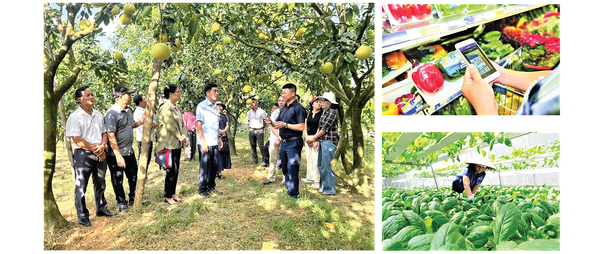 EMAGAZINE: Chuyển đổi số trong nông nghiệp, nông dân, nông thôn là đột phá để nông nghiệp Việt Nam vươn mình - Ảnh 4