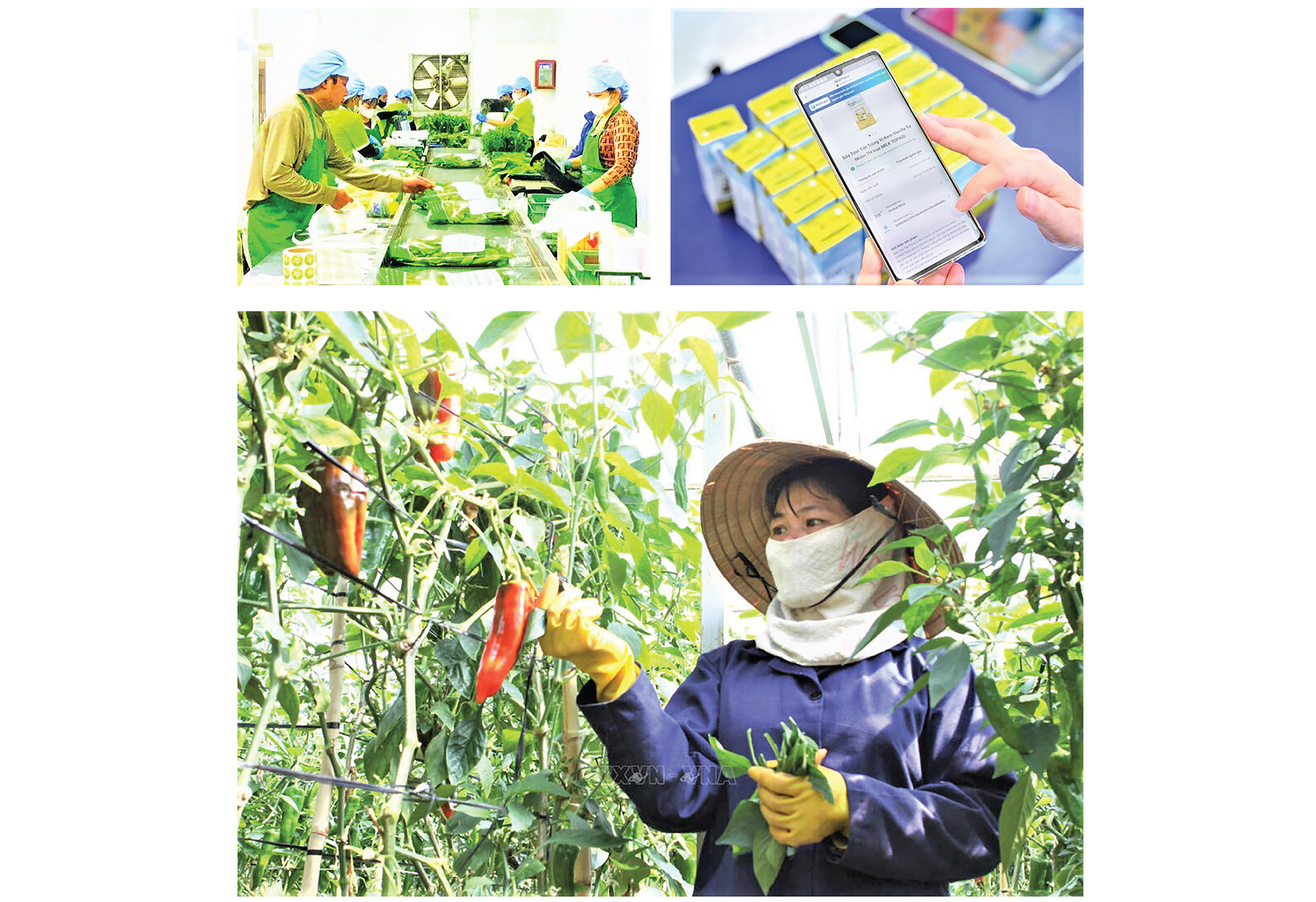 EMAGAZINE: Chuyển đổi số trong nông nghiệp, nông dân, nông thôn là đột phá để nông nghiệp Việt Nam vươn mình - Ảnh 5