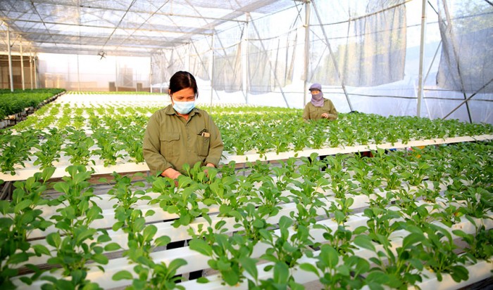 Ngân hàng “rót” vốn cho nông nghiệp: Từ hỗ trợ sản xuất đến xuất khẩu