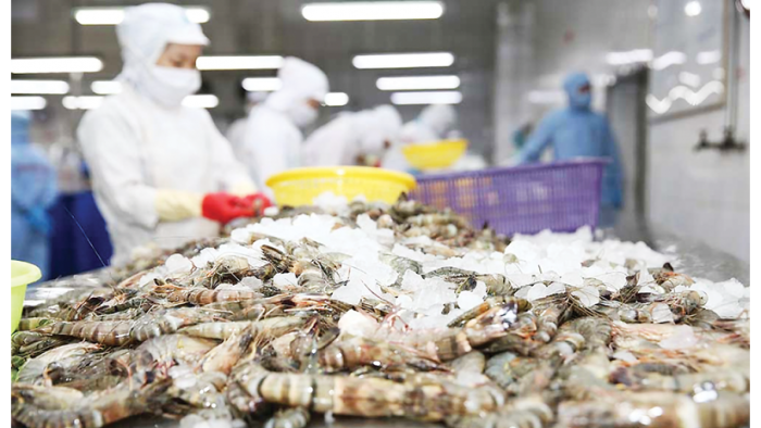 Xuất khẩu tôm Việt Nam lập đỉnh mới trong tháng 10/2025