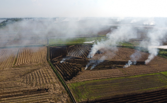 Đồng bộ giải pháp giảm phát thải, nâng cao hiệu quả sản xuất ngành trồng trọt