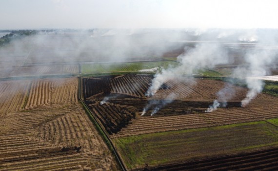 Đồng bộ giải pháp giảm phát thải, nâng cao hiệu quả sản xuất ngành trồng trọt