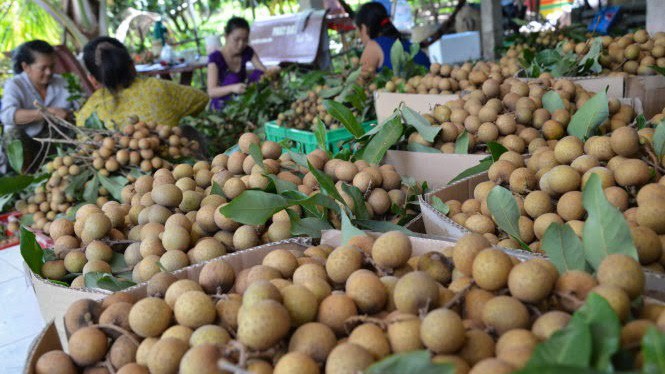 Trị giá xuất khẩu nhãn và các sản phẩm chế biến của Việt Nam trong quý III/2025 đạt 40,6 triệu USD